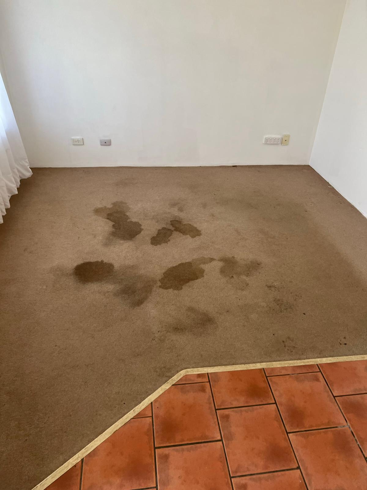 Dirty carpet